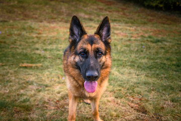 German Shepherd Dog standing in the grass, looking directly at the camera, the photographer, relaxed, watching, with its mouth ajar, its tongue sticking out and its ears pricked.