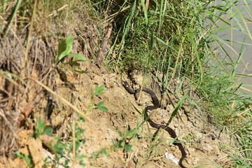 Grass snake in reed grass