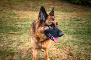 German Shepherd Dog standing in the grass, looking to the left of the photo, relaxed, watching, with its mouth ajar, its tongue sticking out and its ears pricked. shepherd puppy