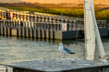 Seagull, city street view, Nieuwpoort or Nieuport, Belgium
