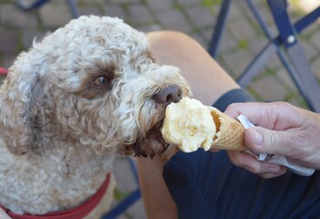 A spoiled Lagotto Romagnolo dog