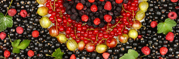 background from berries of red currant,gooseberry, raspberry and blackberry. Wide photo.