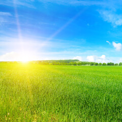 Wheat field and blue sky with sun.