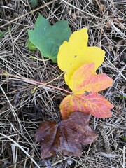 leaves in snow