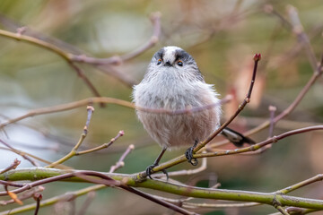 Adorable long-tailed tit (Aegithalos caudatus) close up shot, perched on a branch in a UK garden