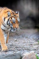 Bengal Tiger in forest .