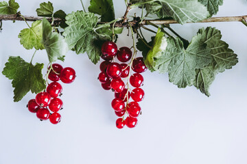 Grappes de groseilles du jardin avec leur branchage sur un fond blanc