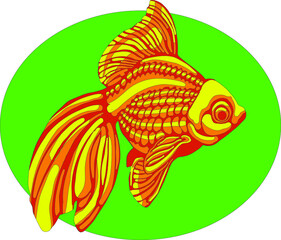 Aquarium gold fish on green background