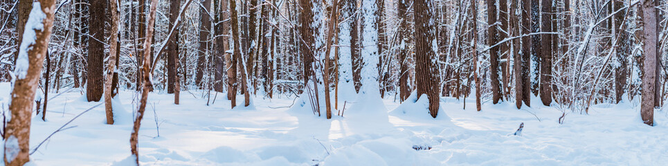 Beautiful panoramic scenery with winter forest. Winter landscape with snowy trees