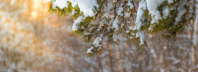 Winter panoramic scenery with snowy pine branches in the sun. Frozen tree branches in winter forest