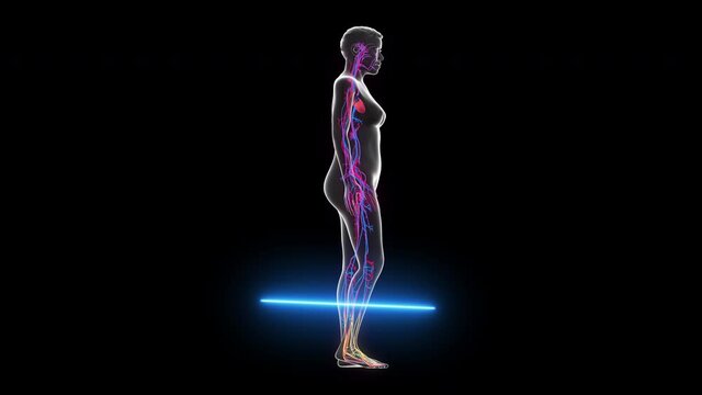 Human anatomy x-ray. Skeletal System, Cardiovascular System, Nervous System and internal female organs. Anatomy 3d animation on black background