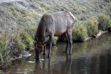 Wild elk in Colorado