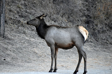 Wild elk in Colorado