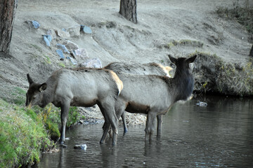 Wild elk in Colorado