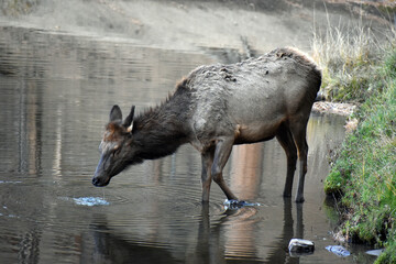 Wild elk in Colorado