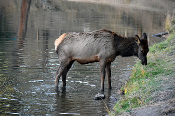 Wild elk in Colorado