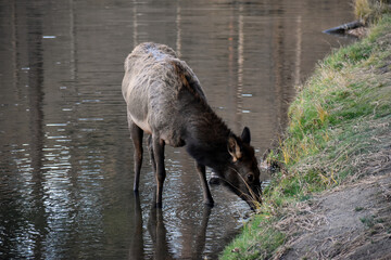 Wild elk in Colorado