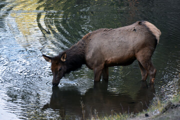 Wild elk in Colorado