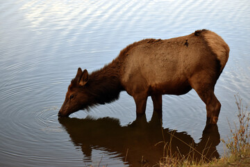 Wild elk in Colorado