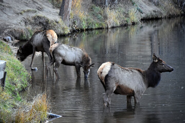 Wild elk in Colorado