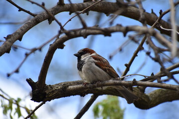 Obraz premium Spring birds