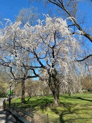 Fototapeta premium Spring flowers