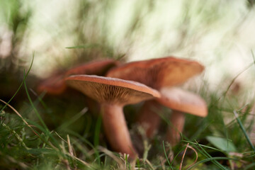Gregarious mushrooms
