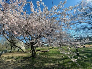Naklejka premium Spring flowers