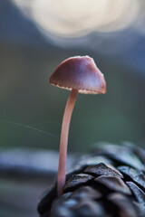 mycena seymii