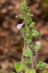 Lesser calamint, Clinopodium nepeta or Calamintha nepeta flower.