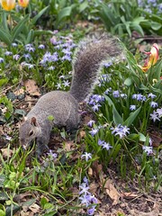 Squirrel in spring