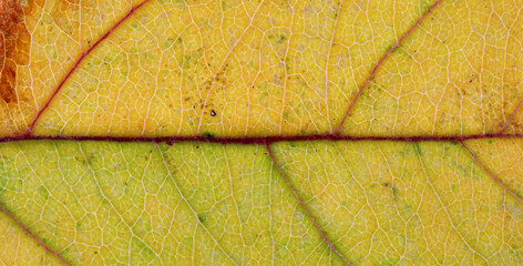 close-up of a autumn leaf background