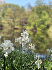 Spring flowers