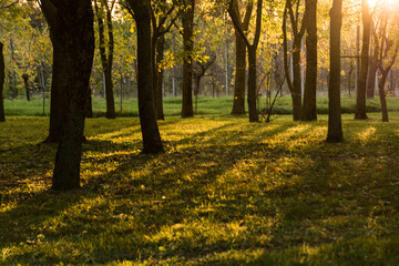 Fototapeta premium ombre autunnali