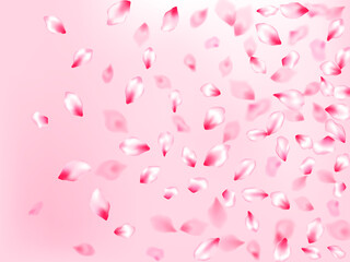 Pink cherry blossom petals isolated