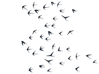 Flying swallow birds silhouettes vector illustration. Migratory martlets school isolated on white.
