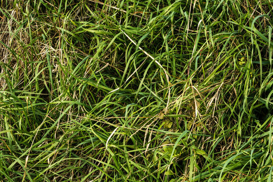 erba