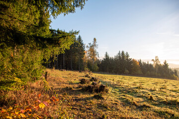 Fototapeta premium autumn in the forest