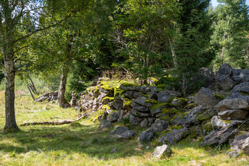 Wall in the forest
