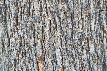 Beautiful tree bark texture image