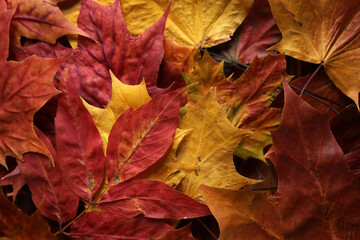 autumn maple leaves