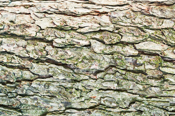 Beautiful tree bark texture image