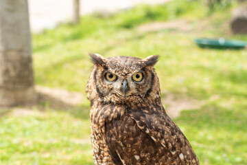 eagle owl posing perched on a branch (Bubo bubo)