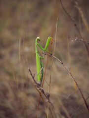 big green praying mantis sitting on a branch in the grass close-up