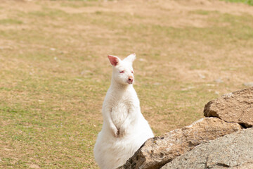 kangaroo in albino or white semi-freedom