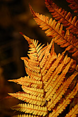 Zwiędła paproć w kolorze jesiennym . Liść, jesień . Withered fern in fall color. Leaf, autumn ..  - obrazy, fototapety, plakaty