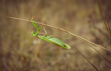 big green praying mantis sitting on a branch in the grass close-up