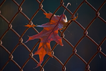 Jesień . Barwny liść dębu zawisły na ogrodzeniu z siatki stalowej. Autumn . A colorful oak...