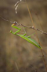 big green praying mantis sitting on a branch in the grass close-up