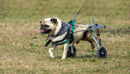 Disabled Pug dog using wheels